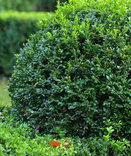 Four Seasons Landscaping And Water Gardens LLC Shrubs & Hedges